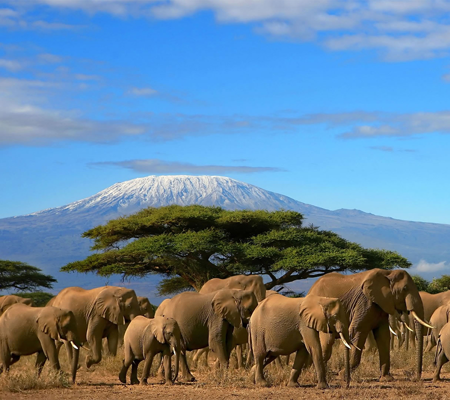 Safaris au départ de Nairobi